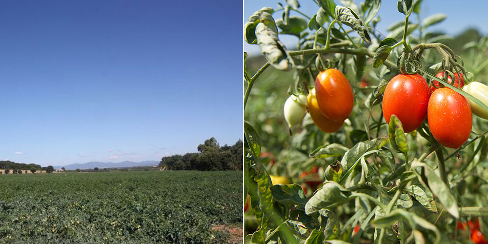 トマトたっぷりソース　トマト畑